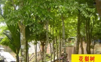 紅花梨下腳料千萬別再丟了，都是寶啊